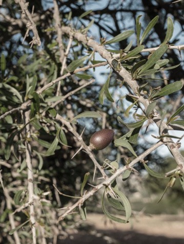 argan