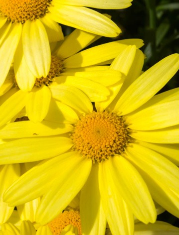 arnica