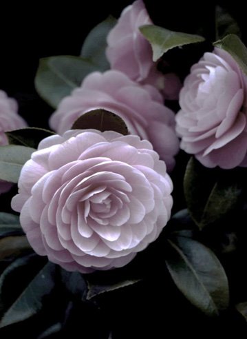 camelia