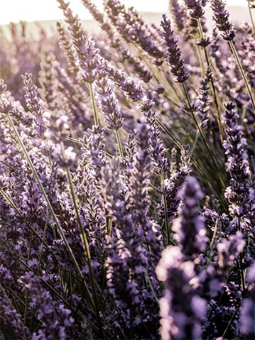 Lavande officinale