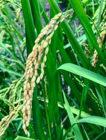 son de riz