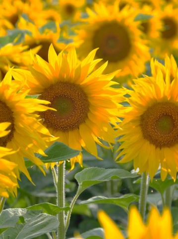 tournesol